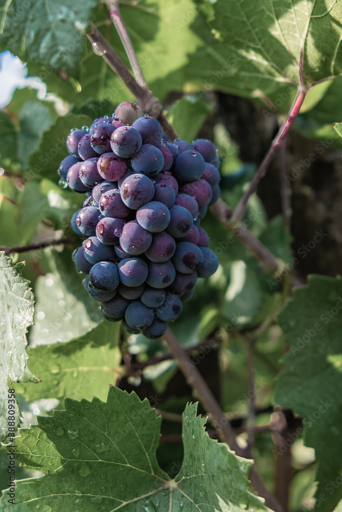 Ripe bunch of green grapes