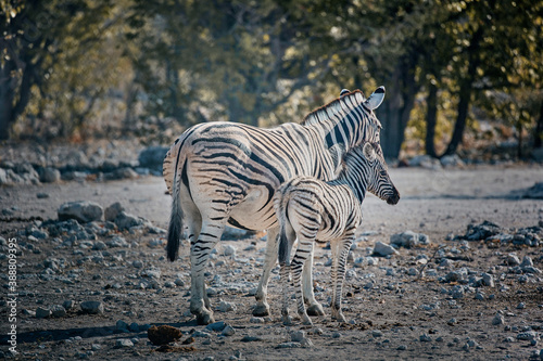 African animal at etosha national park in Namibia  Africa