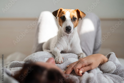 Dog jack russell terrier lies in bed with the owner. A woman hugs her pet