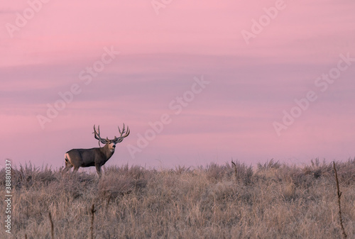 Mule deer Buck at Sunset in Colorado