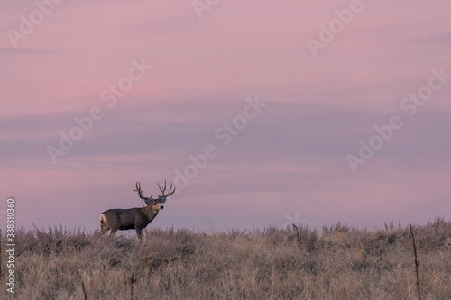 Mule deer Buck at Sunset in Colorado