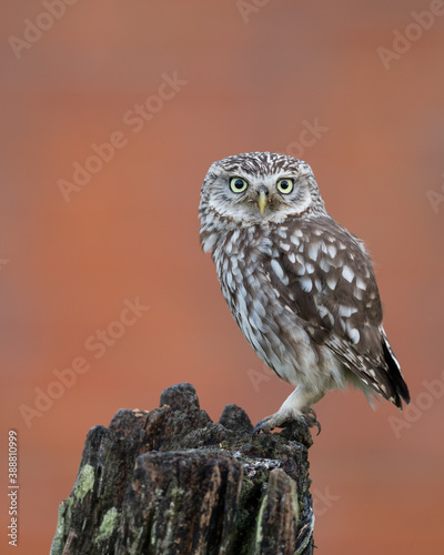 Male little owl perched on a fence post with a red background.  