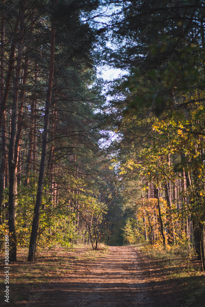 Fototapeta premium autumn forest in the evening sunlight