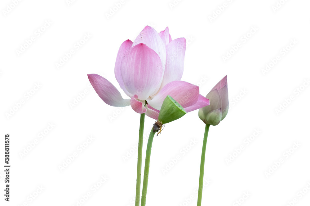 Pink lotus