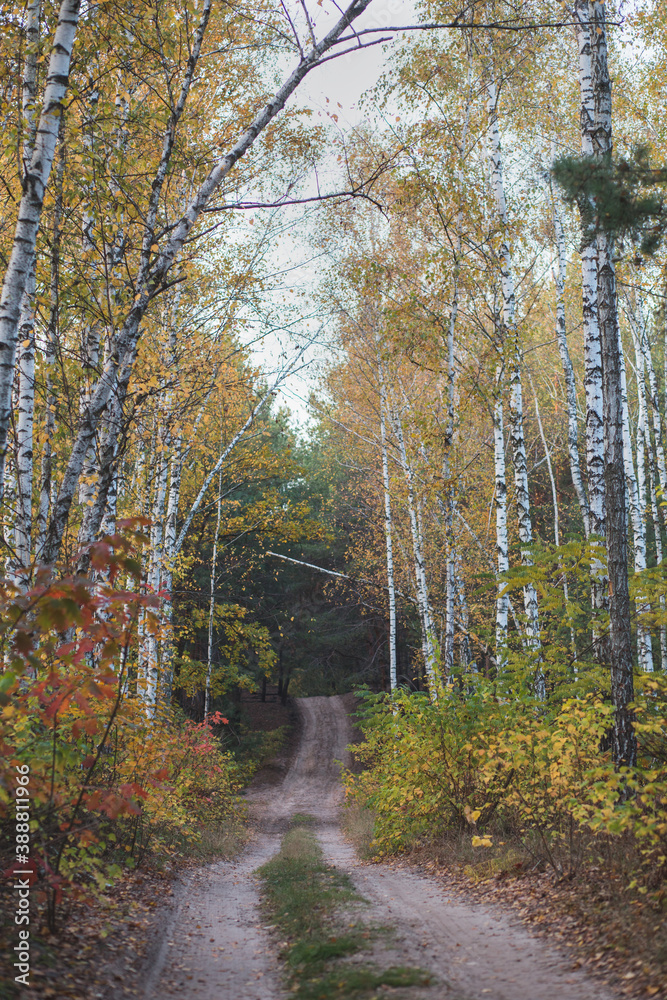 Obraz premium autumn forest in the morning