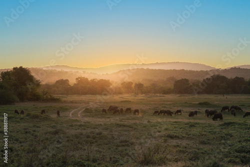 wild animals in the jungle atNationalpark Lahugala grazing in sunset