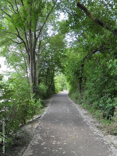 Road in summer park