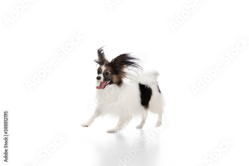 Papillon young dog is playing. Cute playful brown white doggy or pet playing on white studio background. Concept of motion, action, movement, pets love. Looks delighted, funny. Copyspace for ad.