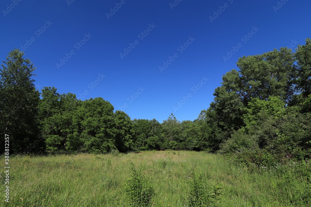 Summer landscape with blue sky and summer forest glade Summer landscape with blue sky and summer forest glade