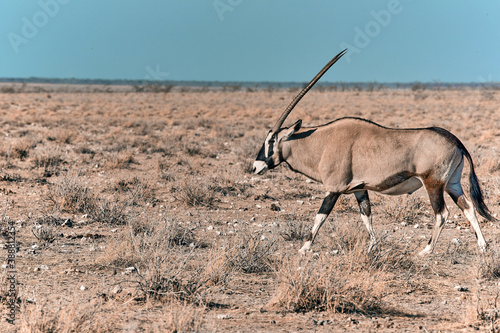 African animal at etosha national park in Namibia, Africa