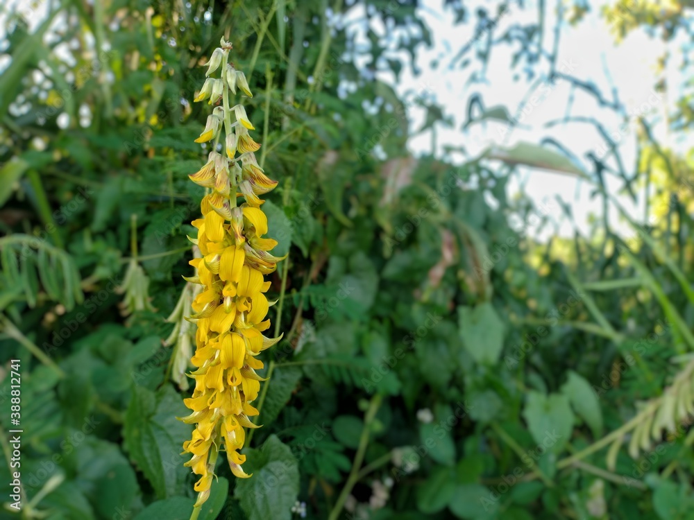 Yellow flowers with green plant background. Yellow flowers with green plant background.
