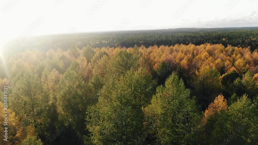 Picturesque colorful wood of high larch trees with bright yellow and orange foliage on sunny sunny autumn day panoramic view Picturesque colorful wood of high larch trees with bright yellow and orange foliage on sunny sunny autumn day panoramic view