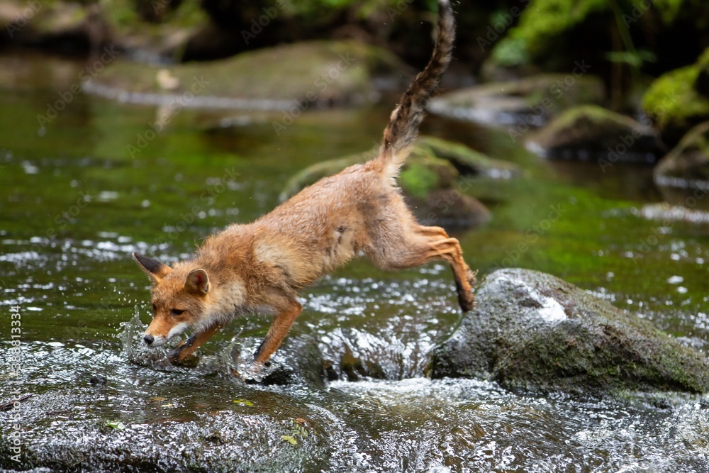 Fuchs springt von einem Stein im Wasser auf einen anderen Stein Fuchs springt von einem Stein im Wasser auf einen anderen Stein