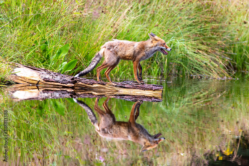 Fuchs steht auf einem Baumstamm am Ufer eines Sees und spiegelt sich darin