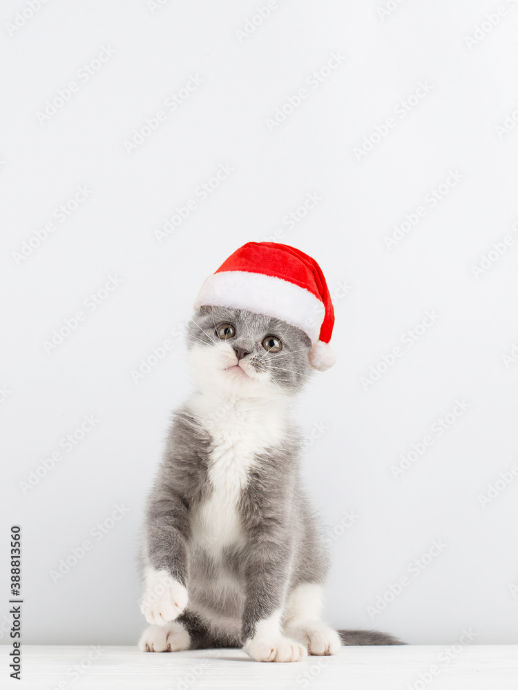 Cute gray playful cat in a Santa Claus hat, on a white background. Concept postcards for Christmas.