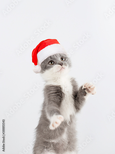 Cute gray playful cat in a Santa Claus hat  on a white background. Concept postcards for Christmas.