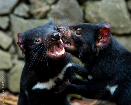Tasmanian Devils play fighting