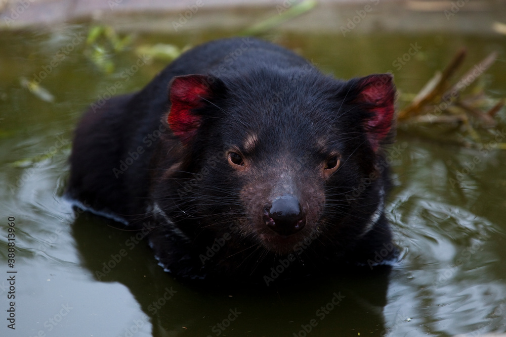 Insurance: Captive Tasmanian Devils at Taroona Insurance: Captive Tasmanian Devils at Taroona