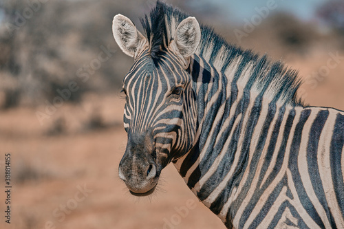 Fototapeta Naklejka Na Ścianę i Meble -  African animal at etosha national park in Namibia, Africa