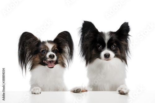 Papillon young dogs is posing. Cute playful brown white doggies or pets playing on white studio background. Concept of motion, action, movement, pets love. Looks delighted, funny. Copyspace for ad. © master1305