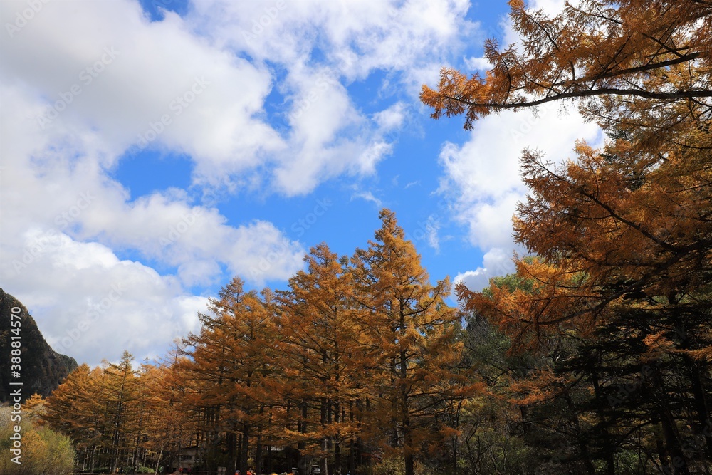 Fototapeta premium 上高地の紅葉