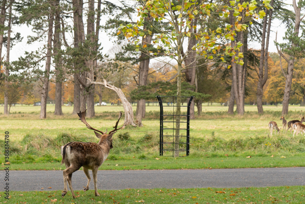 Great Deer (Cervus Elaphus) and whitetail deer on a meadow, eating grass and resting Great Deer (Cervus Elaphus) and whitetail deer on a meadow, eating grass and resting
