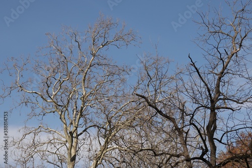 Trees in early spring against the blue sky © Alex Kapov