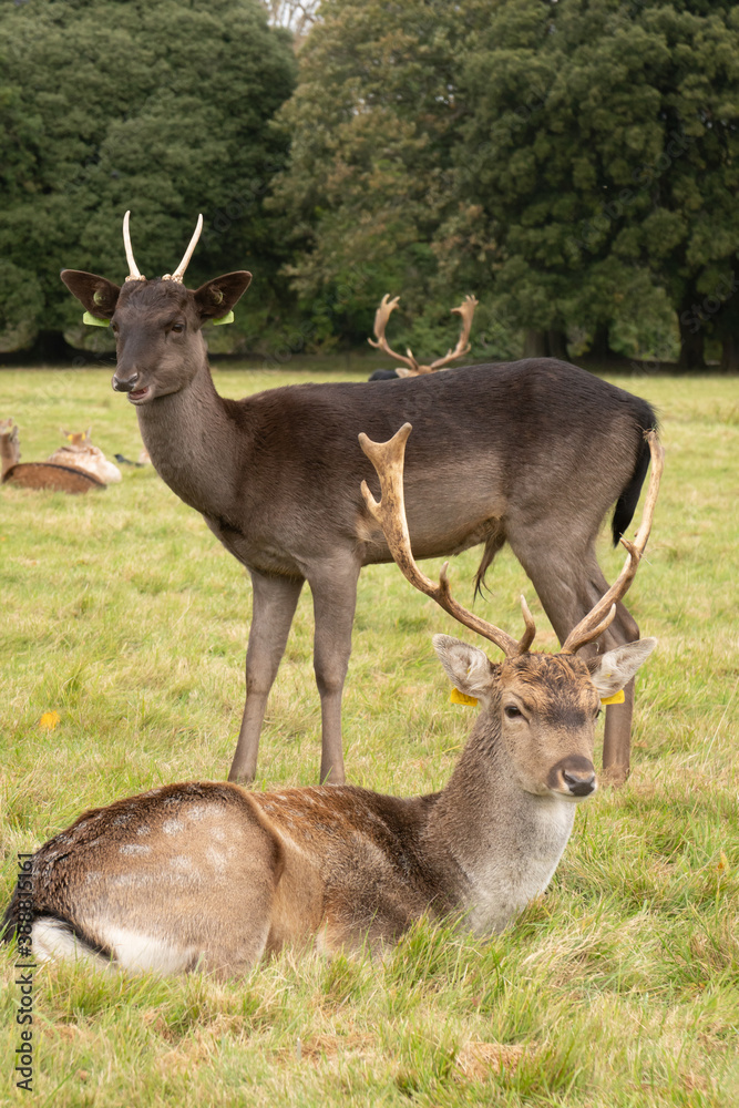 A herd of deer in the Phoenix Park in Dublin, Ireland, ot he biggest park in Europe