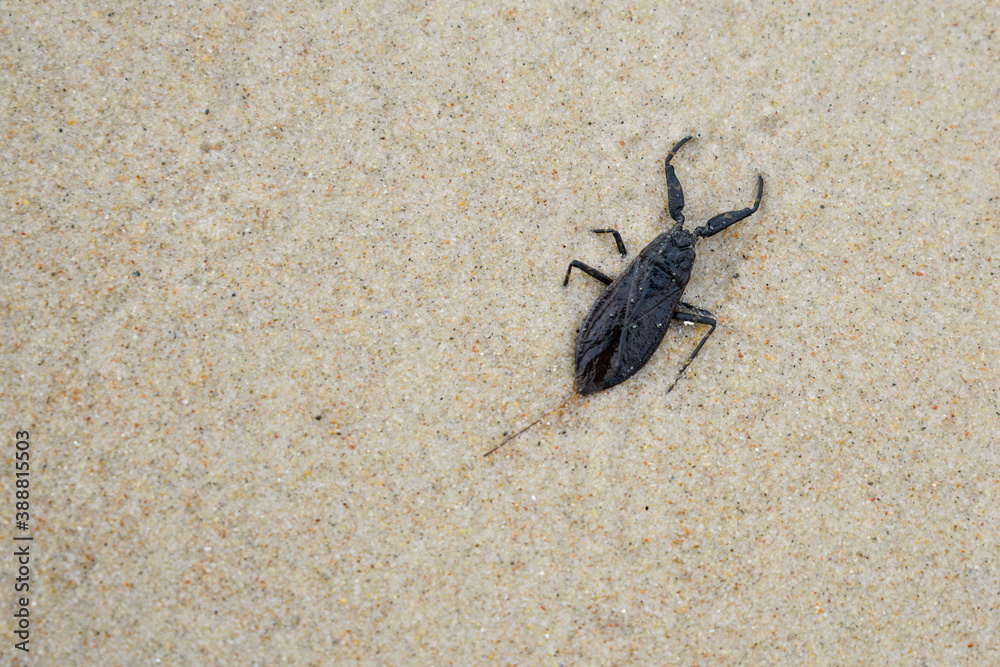 Nepa cinerea is a species of water scorpion, Nepidae, found in most of Europe Nepa cinerea is a species of water scorpion, Nepidae, found in most of Europe