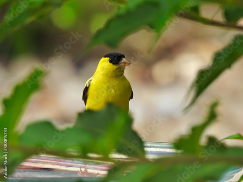 An American Goldfinch Yellow Bird Perched on Bird Bath In Between Green Tree Leaves as it Looks Sideways