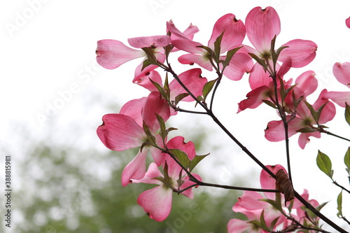 Pink flowers of spring trees