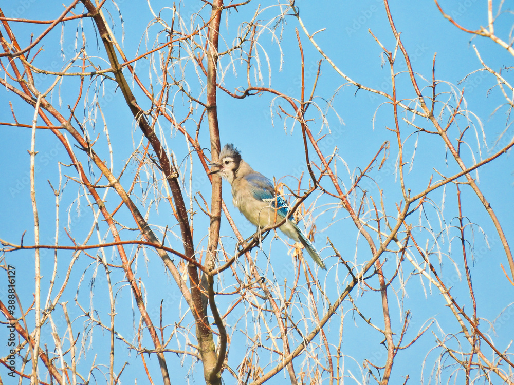 Squawking Bluejay Bird in a Cherry Tree Showing Brilliant Blue Feathers with a Blue Summer Sky in Background -a Series Squawking Bluejay Bird in a Cherry Tree Showing Brilliant Blue Feathers with a Blue Summer Sky in Background -a Series