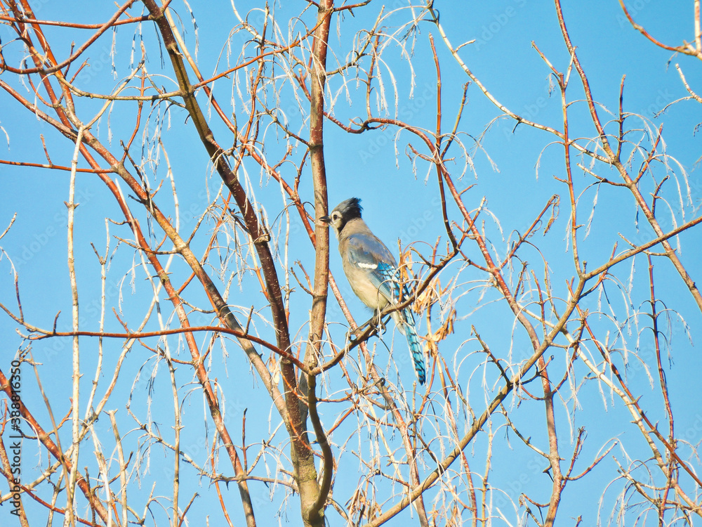Bluejay Bird Sitting in a Cherry Tree Facing Away Showing Head Crest Up and Blue Feathers on a Sunny Summer Day with Bright Blue Sky Bluejay Bird Sitting in a Cherry Tree Facing Away Showing Head Crest Up and Blue Feathers on a Sunny Summer Day with Bright Blue Sky