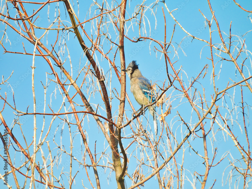 Bluejay Bird Perched in Bare Cherry Tree Blue Jay Showing Brilliant Blue Feathers on Wings as well as on Head Crest Plumage which is Up With Alertness and the Black Beak in Profile View with Blue Sky Bluejay Bird Perched in Bare Cherry Tree Blue Jay Showing Brilliant Blue Feathers on Wings as well as on Head Crest Plumage which is Up With Alertness and the Black Beak in Profile View with Blue Sky
