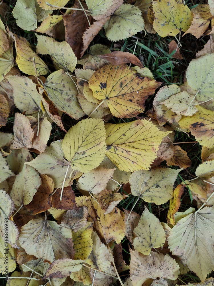 autumn leaves background autumn leaves background