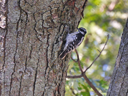 Downy Woodpecker Bird Scaling a Tree Trunk Inspecting the Bark with Its Beak for Insects in the Midst of the Forest