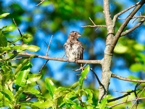 Young Sparrow Bird with Wobbly Neck Sits on a Tree Branch Surrounded by Green Leaves and Blue Sky 