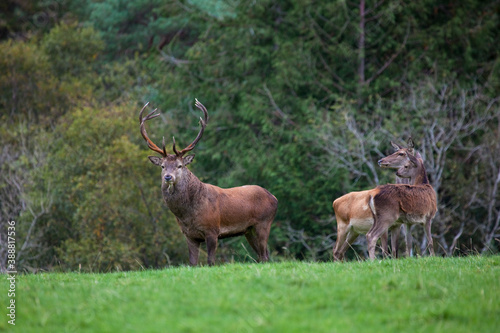 Red Deer stag, Kerry, Ireland, during the annual rut, near Muckross House.
