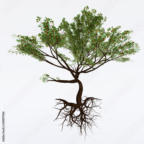 Big trees  branches and full leaves Trunk  brown bark and tree roots. Isolated on white background. 3D Rendering.