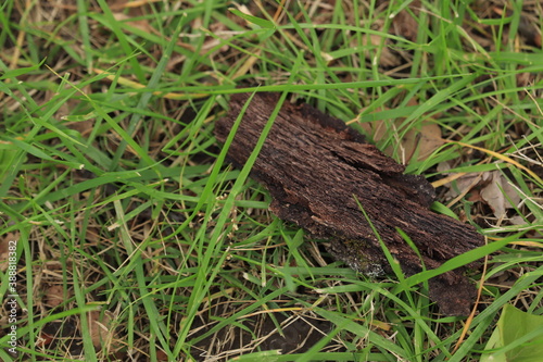 The bark of a tree lies on green grass