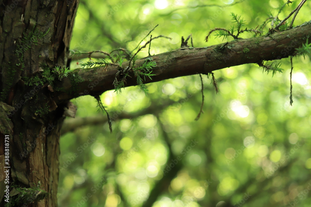 Branches of green trees in summer Branches of green trees in summer