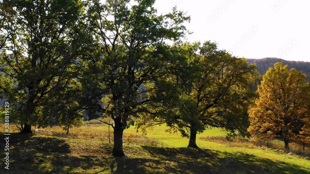 Aerial view of hills, green meadow and oak trees against the sun. Quiet Oaks forest. Autumn forest colors. Panoramic aerial view of a landscape with cork oaks. Beautiful colors of fall season. Aerial view of hills, green meadow and oak trees against the sun. Quiet Oaks forest. Autumn forest colors. Panoramic aerial view of a landscape with cork oaks. Beautiful colors of fall season.
