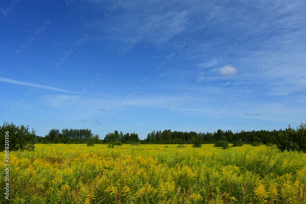 field of grass and sky