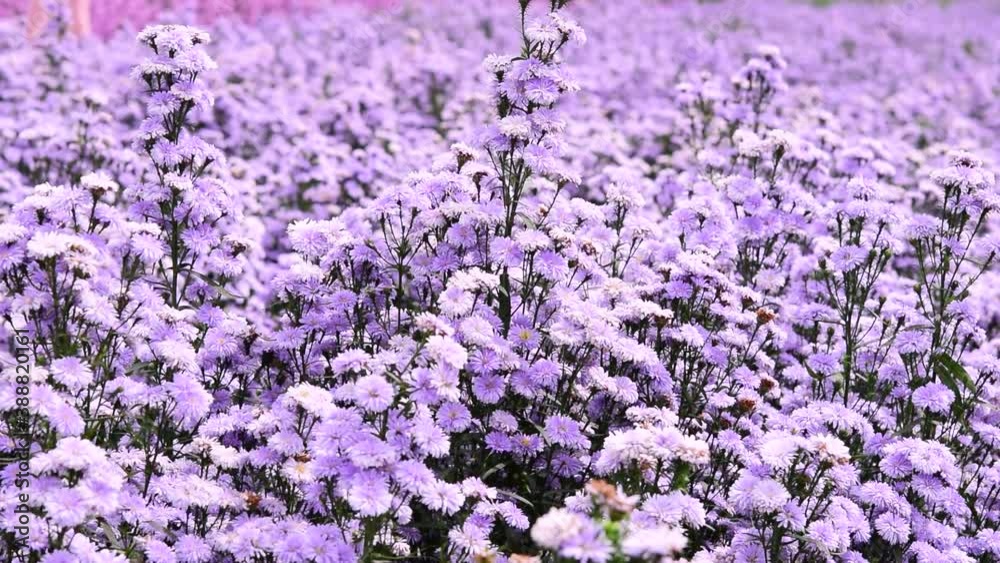 The margaret flower field moves slowly with the wind. The margaret flower field moves slowly with the wind.
