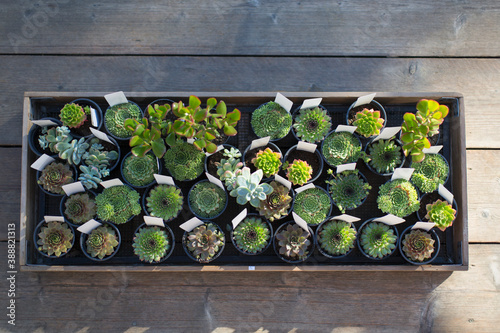 Small succulent plants in flowerpots in plant nursery