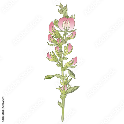 Ononis Hircina flower branch. Wildflower with pink flowers.