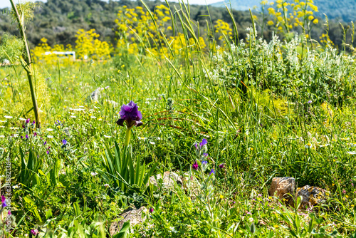 Gilboa iris. Iris haynei Baker. Gilboa Iris Blooming in the natural environment. Israel photo