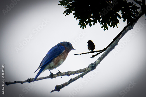 blue bird on a branch
