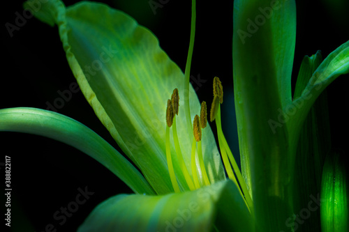 flower macro