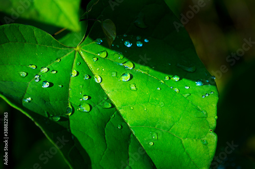 leaf with drops